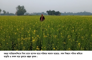 বিনা চাষে সরিষার আবাদ করে লাভবান সারিয়াকান্দির কৃষক